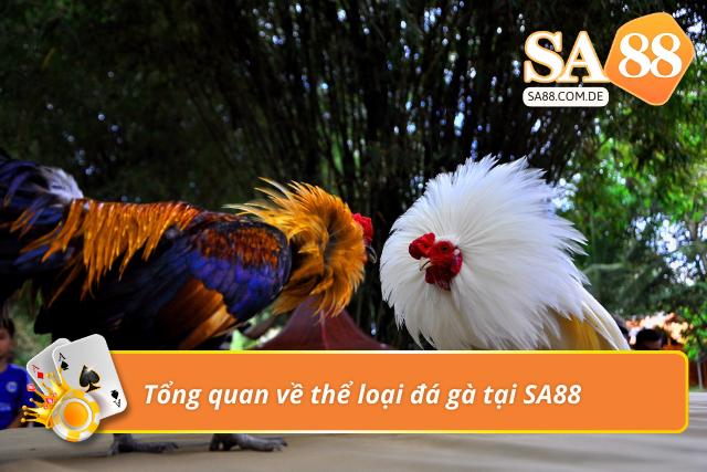 Nền tảng cá cược chọi gà đẳng cấp của SA88