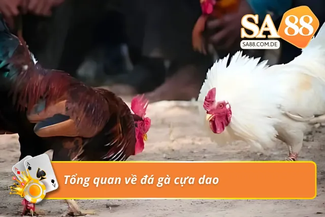 Tìm hiểu sơ lược về hình thức chọi gà cựa dao 