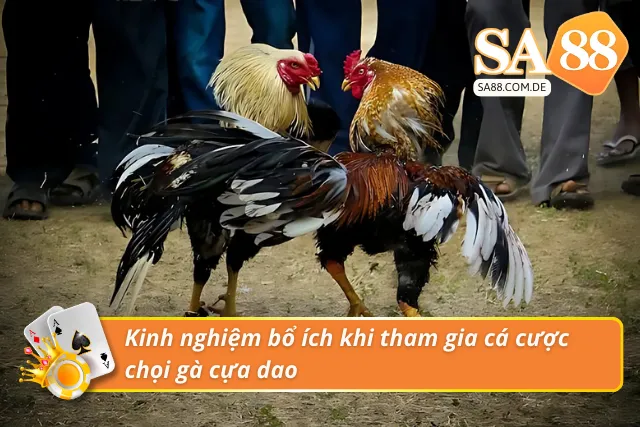Một số kinh nghiệm bổ ích khi tham gia cá cược chọi gà 
