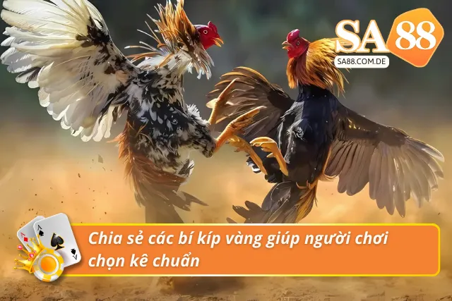 Bí kíp chọn kê từ dân chơi cao thủ