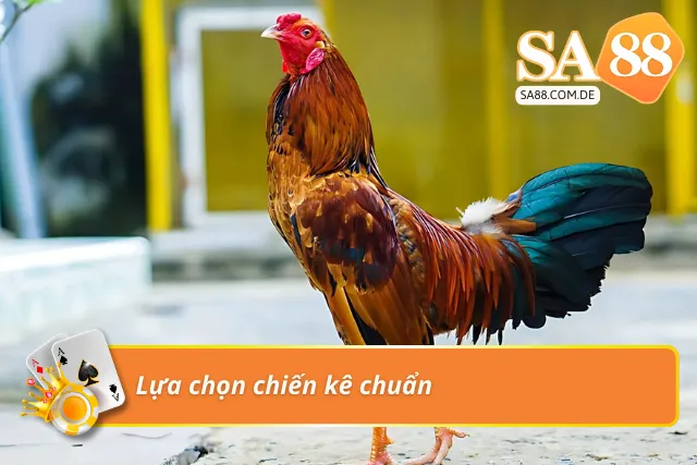 Chia sẻ bí kíp chọn kê khi cá cược đá gà 
